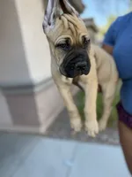 Athena, a female Cane Corso for sale in Phoenix, AZ – 1 of 3
