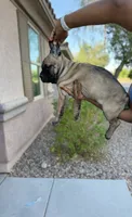 Electra, a female Cane Corso for sale in Phoenix, AZ – 2 of 3