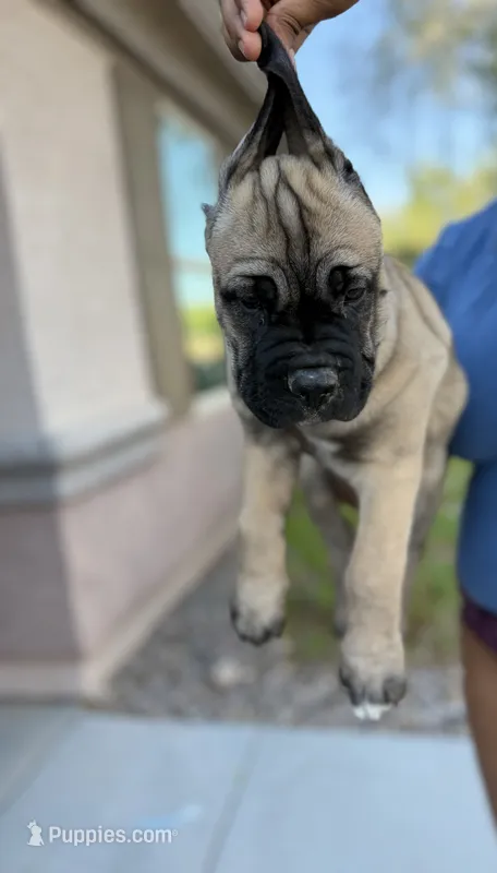 Electra – Cane Corso puppy for sale in Phoenix, AZ
