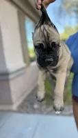Electra, a female Cane Corso for sale in Phoenix, AZ – 1 of 3