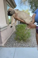 Athena, a female Cane Corso for sale in Phoenix, AZ – 2 of 3