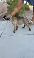 Electra, a female Cane Corso for sale in Phoenix, AZ – 3 of 3