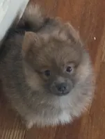 Siri, a female Pomeranian for sale in Phelps, NY – 8 of 8