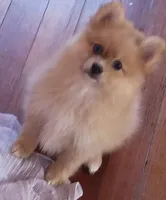 Coco, a female Pomeranian for sale in Phelps, NY – 2 of 6