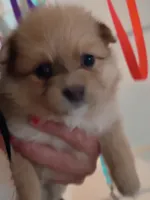 Coco, a female Pomeranian for sale in Phelps, NY – 2 of 3