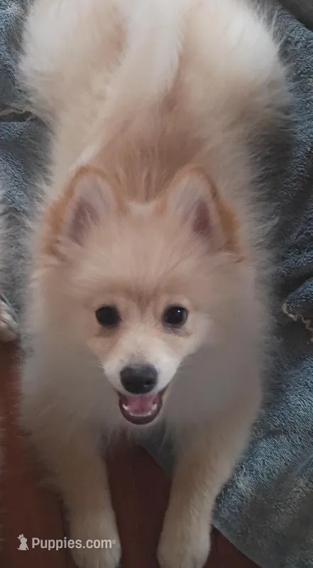 Buck – Pomeranian puppy for sale in Seneca Falls, NY