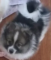 Bandit, a male Pomeranian for sale in Phelps, NY – 4 of 6