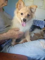 Bo, a male Pomeranian for sale in Phelps, NY – 6 of 6