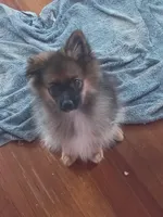 Alfie, a male Pomeranian for sale in Seneca Falls, NY – Photo 2 of 2