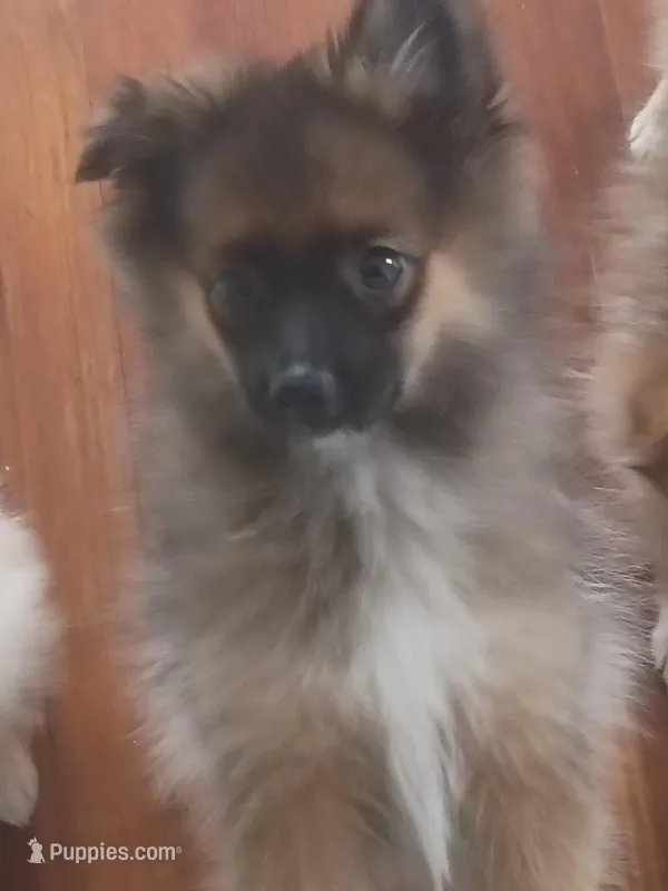 Alfie – Pomeranian puppy for sale in Seneca Falls, NY