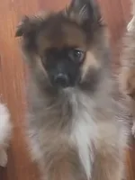 Alfie, a male Pomeranian for sale in Seneca Falls, NY – Photo 1 of 2