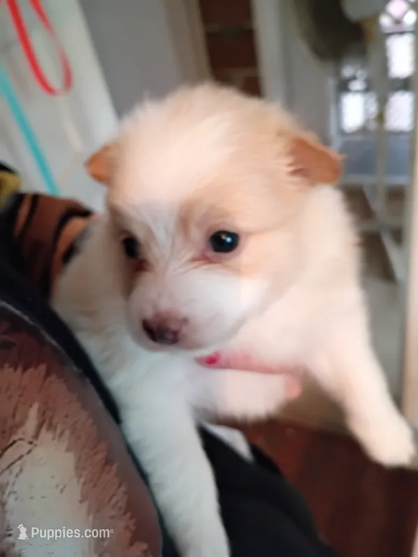 Bella – Pomeranian puppy for sale in Phelps, NY