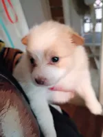 Bella, a female Pomeranian for sale in Phelps, NY – 1 of 4