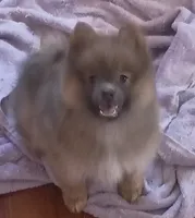 Siri, a female Pomeranian for sale in Phelps, NY – 7 of 8