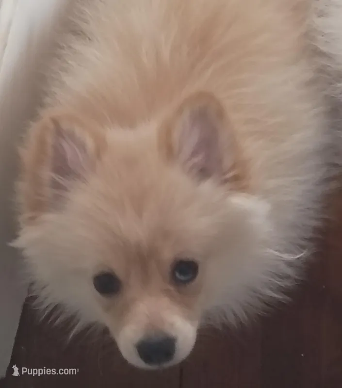 Bo, a male Pomeranian for sale in Seneca Falls, NY – Photo 1 of 1