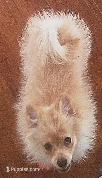 Bo – Pomeranian puppy for sale in Seneca Falls, NY