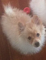 Bo, a male Pomeranian for sale in Seneca Falls, NY – Photo 2 of 2