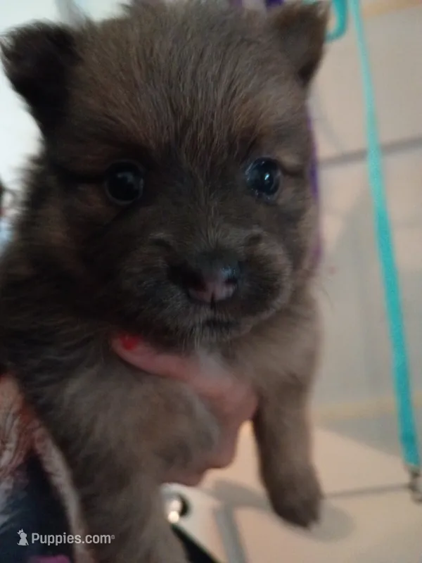 Siri – Pomeranian puppy for sale in Phelps, NY
