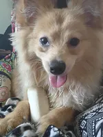 Bo, a male Pomeranian for sale in Phelps, NY – 2 of 6