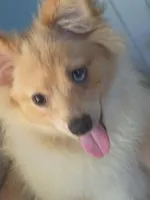 Bo, a male Pomeranian for sale in Phelps, NY – 3 of 6