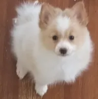 Bella, a female Pomeranian for sale in Phelps, NY – 3 of 5