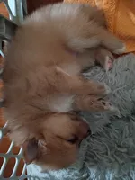 Coco, a female Pomeranian for sale in Phelps, NY – 3 of 3