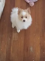 Bella, a female Pomeranian for sale in Phelps, NY – 4 of 5
