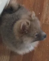 Siri, a female Pomeranian for sale in Phelps, NY – 6 of 8