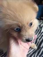 Coco, a female Pomeranian for sale in Phelps, NY – 6 of 6