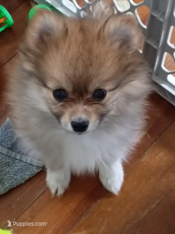 Eve, a female Pomeranian for sale in Seneca Falls, NY – Photo 1 of 1