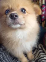 Coco, a female Pomeranian for sale in Phelps, NY – 3 of 6