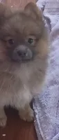 Siri, a female Pomeranian for sale in Phelps, NY – 4 of 8