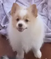 Bella, a female Pomeranian for sale in Phelps, NY – 1 of 5