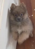 Siri, a female Pomeranian for sale in Phelps, NY – 5 of 8