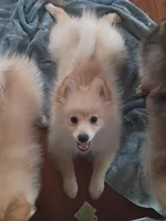 Bo, a male Pomeranian for sale in Seneca Falls, NY – Photo 5 of 5