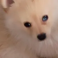 Bo, a male Pomeranian for sale in Seneca Falls, NY – Photo 2 of 5