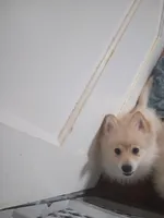 Bo, a male Pomeranian for sale in Seneca Falls, NY – Photo 4 of 5