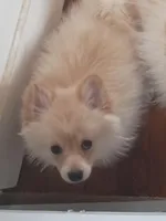Bo, a male Pomeranian for sale in Seneca Falls, NY – Photo 3 of 5