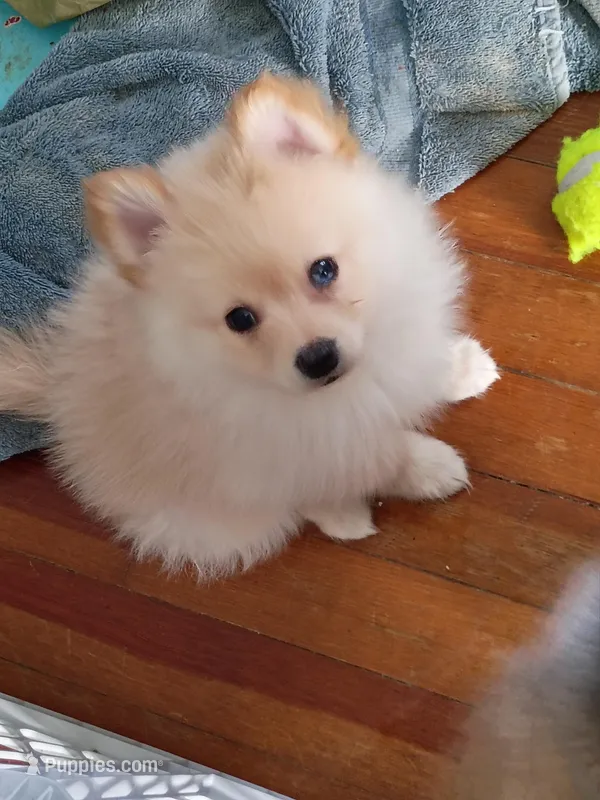 Bo, a male Pomeranian for sale in Seneca Falls, NY – Photo 1 of 1