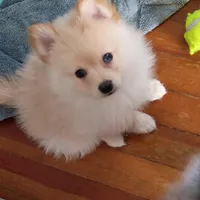 Bo, a male Pomeranian for sale in Seneca Falls, NY – Photo 1 of 5