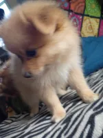 Coco, a female Pomeranian for sale in Phelps, NY – 4 of 6