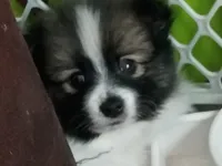 Bandit, a male Pomeranian for sale in Phelps, NY – 6 of 6