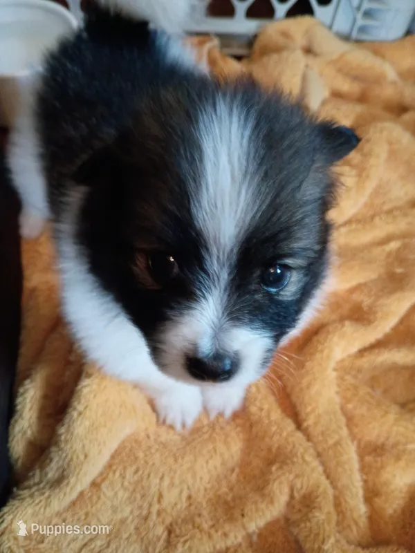 Bandit – Pomeranian puppy for sale in Phelps, NY