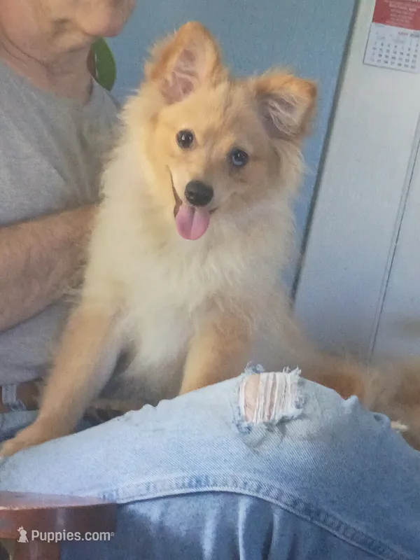 Bo – Pomeranian puppy for sale in Phelps, NY