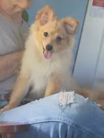 Bo, a male Pomeranian for sale in Phelps, NY – 1 of 6