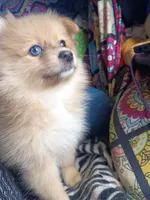 Coco, a female Pomeranian for sale in Phelps, NY – 5 of 6