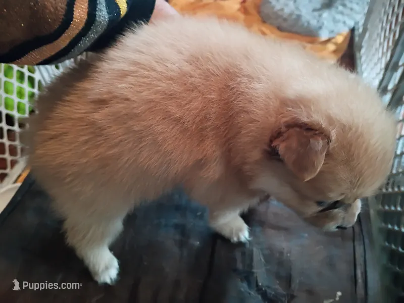 Coco – Pomeranian puppy for sale in Phelps, NY