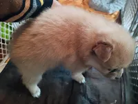 Coco, a female Pomeranian for sale in Phelps, NY – 1 of 3