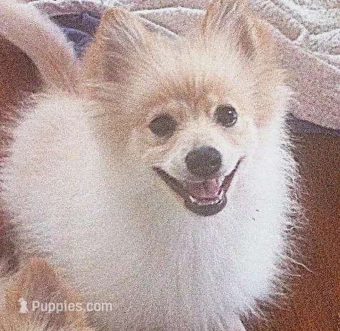 Buck, a male Pomeranian for sale in Seneca Falls, NY – Photo 1 of 3