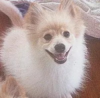 Buck, a male Pomeranian for sale in Seneca Falls, NY – Photo 1 of 3